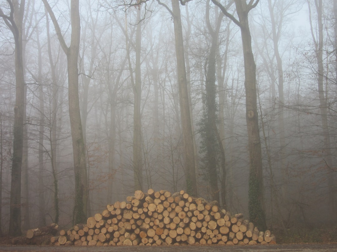 A pile of logs sitting in the middle of a forest