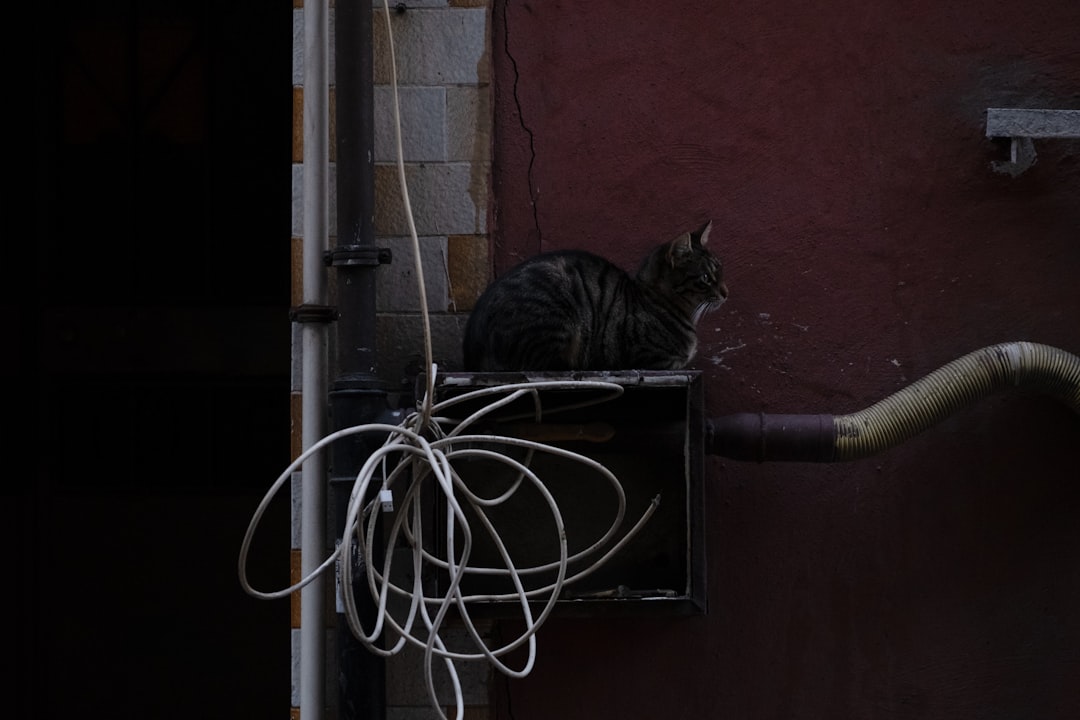 A tabby cat sits on a box next to wires.